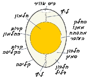 מבנה הביצה